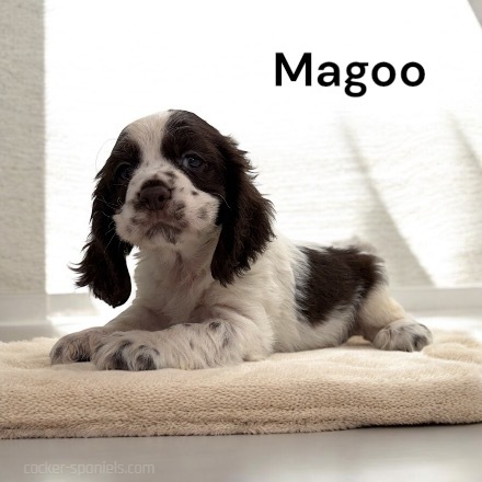 puppy, for, sale, Cocker Spaniel, Joe & Cherri  Overlease, dog, breeder, Miller, MO, dog-breeder, puppy-for-sale, forsale, nearby, find, puppyfind, locator, puppylocator, aca